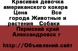 Красивая девочка американского кокера › Цена ­ 35 000 - Все города Животные и растения » Собаки   . Пермский край,Александровск г.